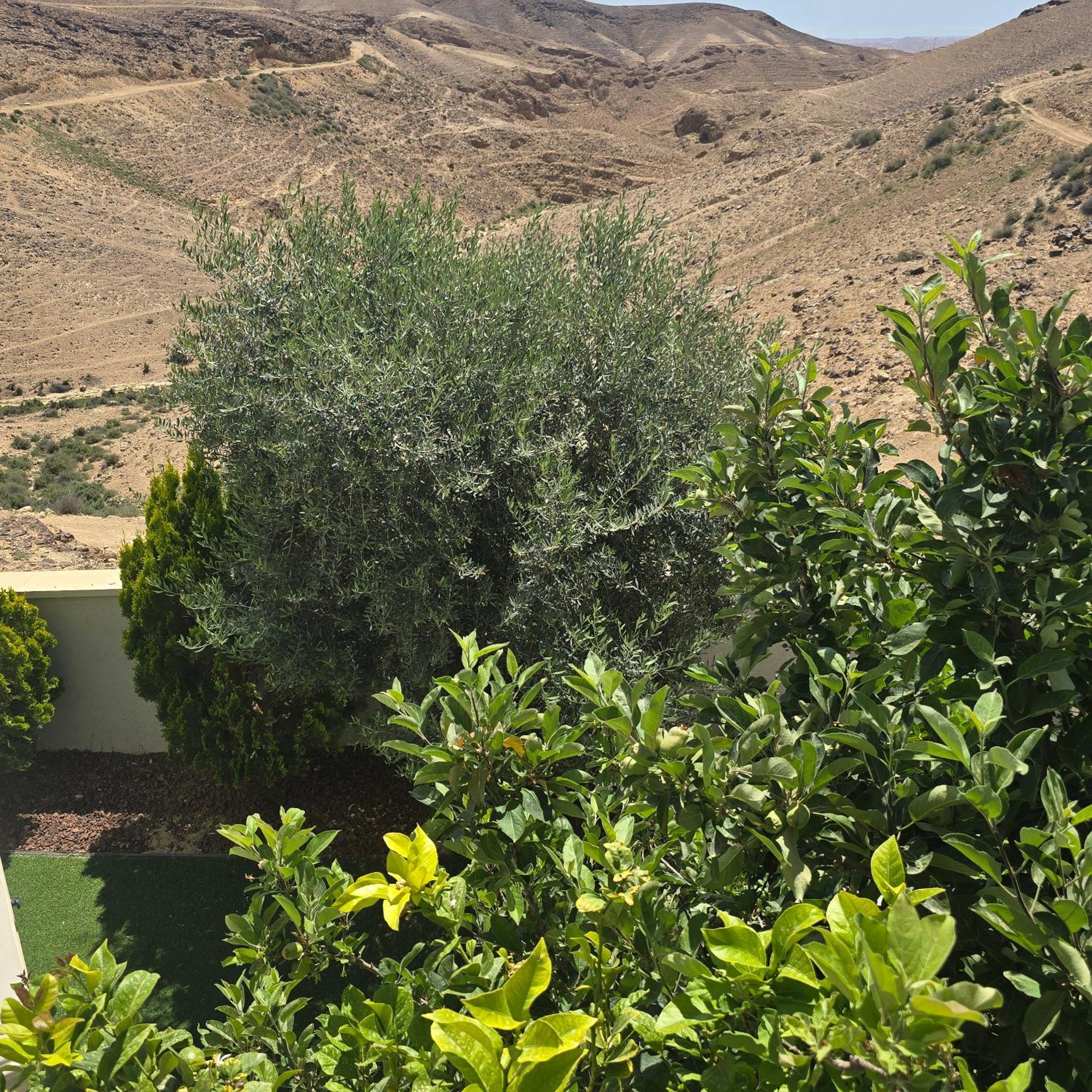 " Arada " Luxury House Villa Exterior photo
